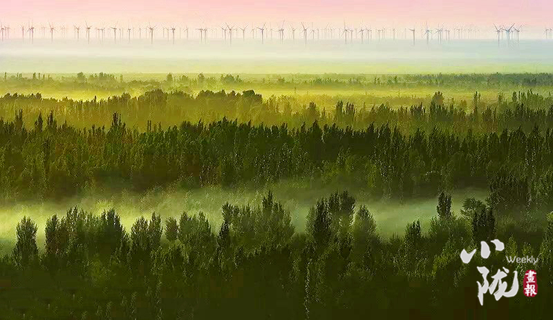 田鸡与生肖的神秘联系，一场文化与自然的奇妙对话