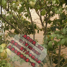 胆小贪心今复来，生肖之谜的深度解析与热议