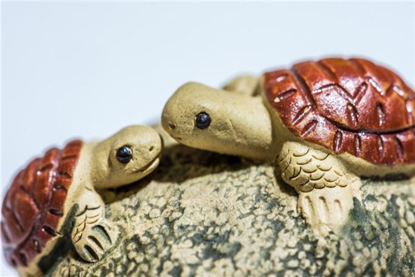 乌龟与生肖，一场误导解释的落实与反思