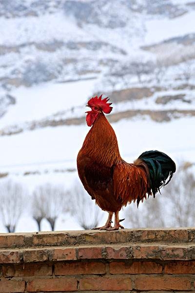 沉稳如鸡，热情如马—生肖鸡男与生肖马女的完美搭配
