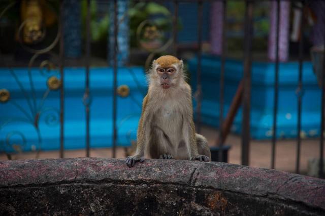 海纳百川的生肖奥秘，揭秘龙的神秘与包容