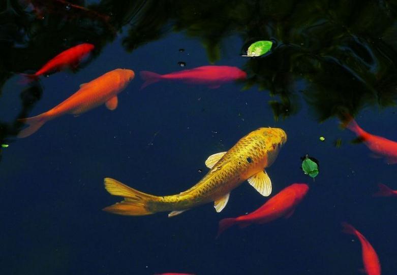 如鱼得水的鱼指的是指什么生肖，精选解析与落实的详细结果