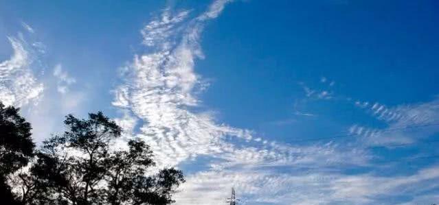 天高云淡是指什么生肖，的动物智慧与战略运用