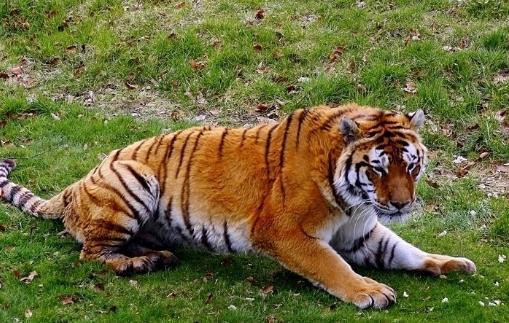 揭秘龙女与生肖的绝配情缘，探寻最佳生肖伴侣