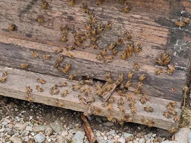 如鱼得水猜一生肖，的动物智慧与战略运用