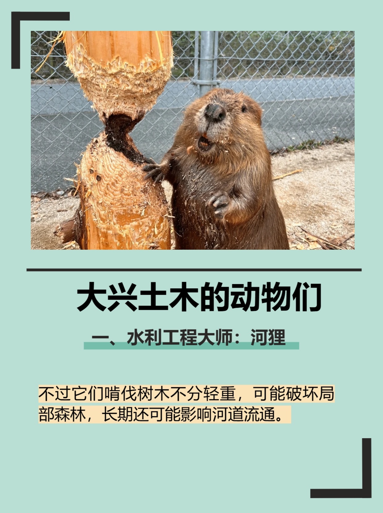 大兴土木猜一动物，成就解释落实