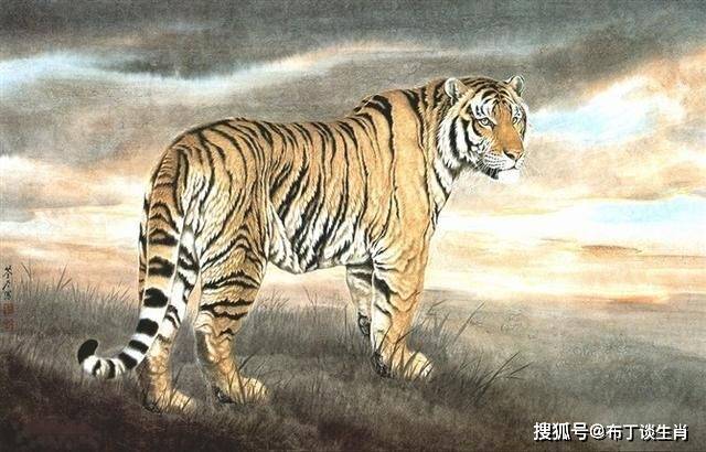 韶光似箭是指什么生肖，落实相信的解释