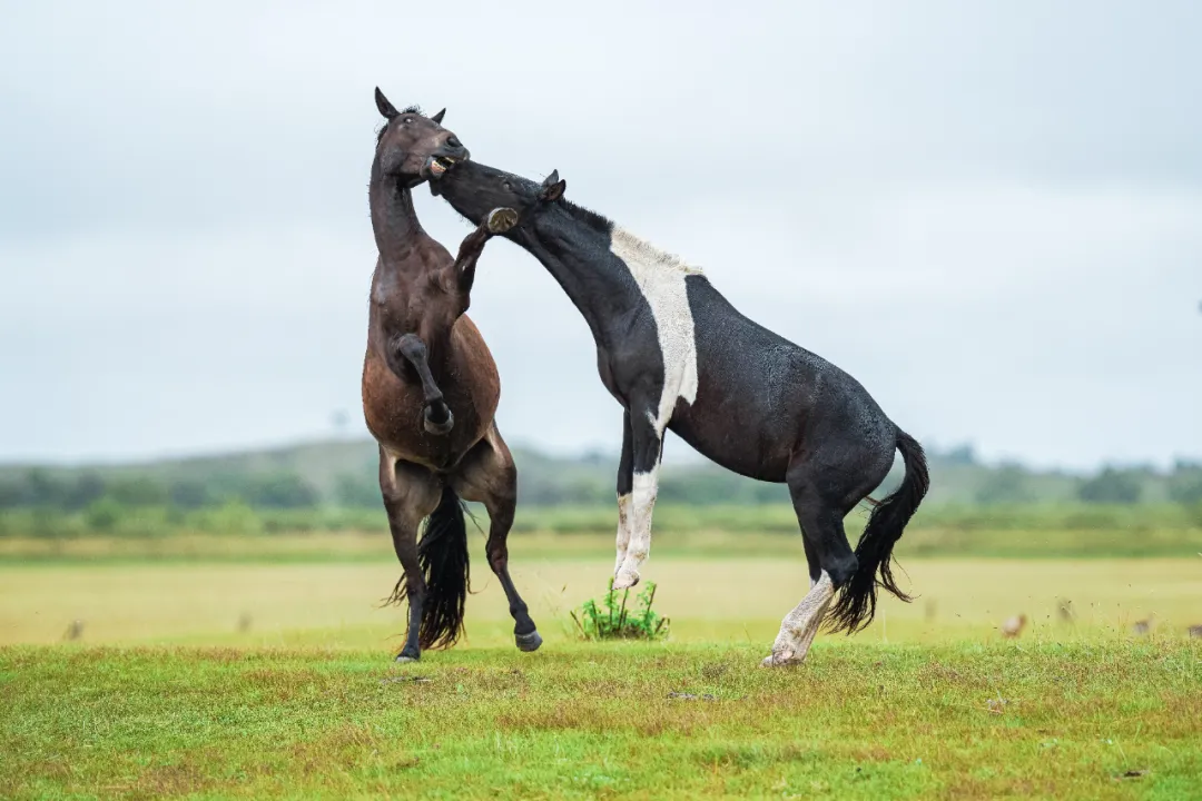 忠勇双全，揭秘生肖中的典范—马