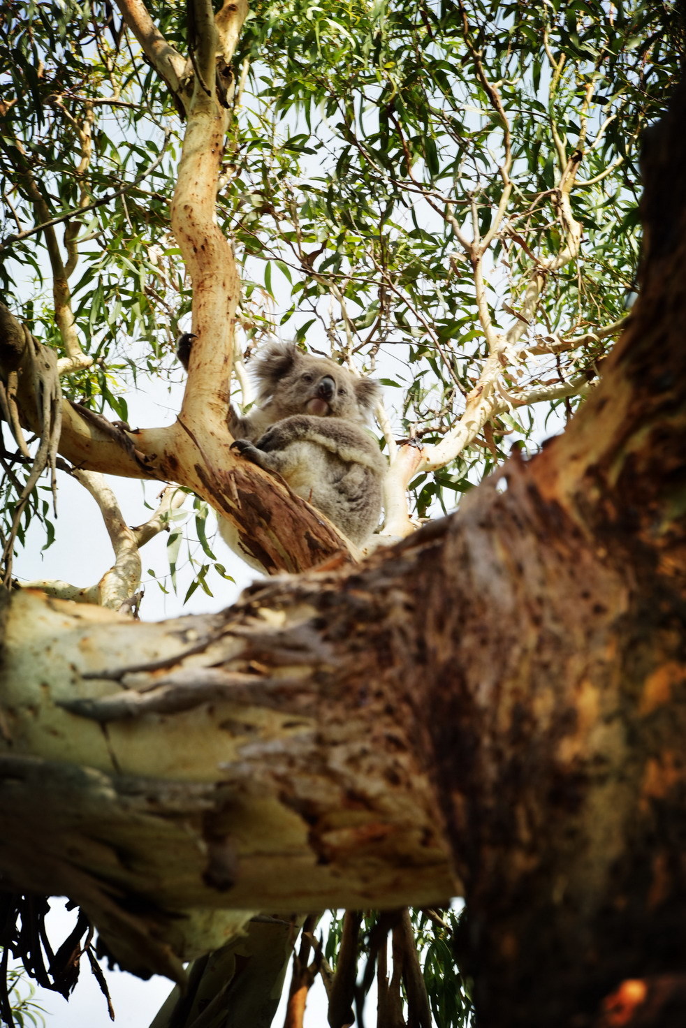 错落有致猜一动物，无限解释落实