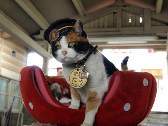 寿终正寝猜一动物，神秘解释落实