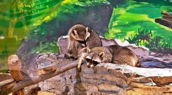 隔岸观火猜一动物，文化寓意的深度解析