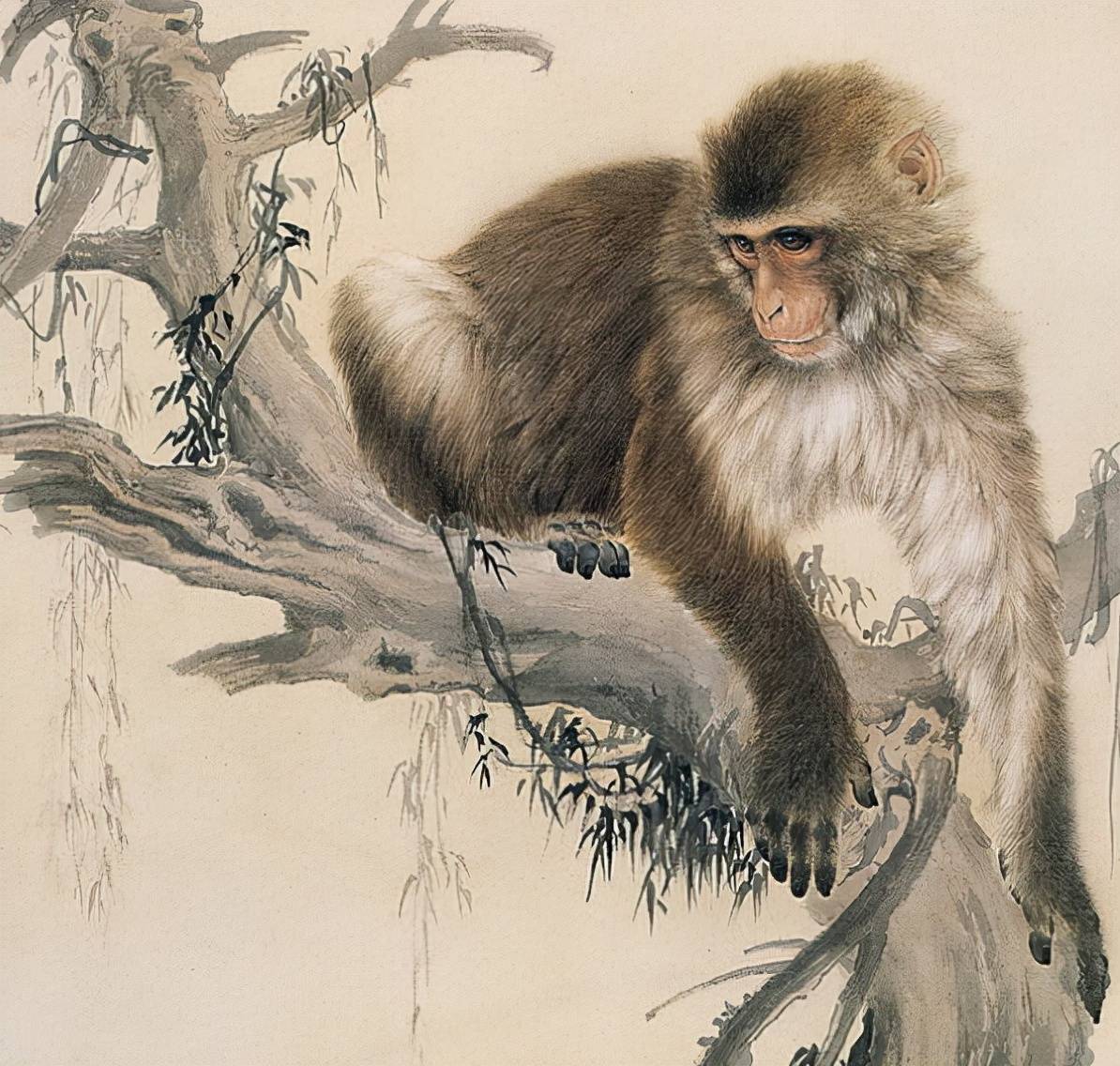 揭秘大显神通背后的神秘动物，灵猴的智慧与勇气