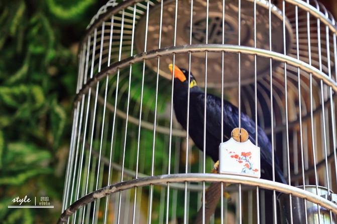 九死一生的谜题，探寻背后的动物寓意