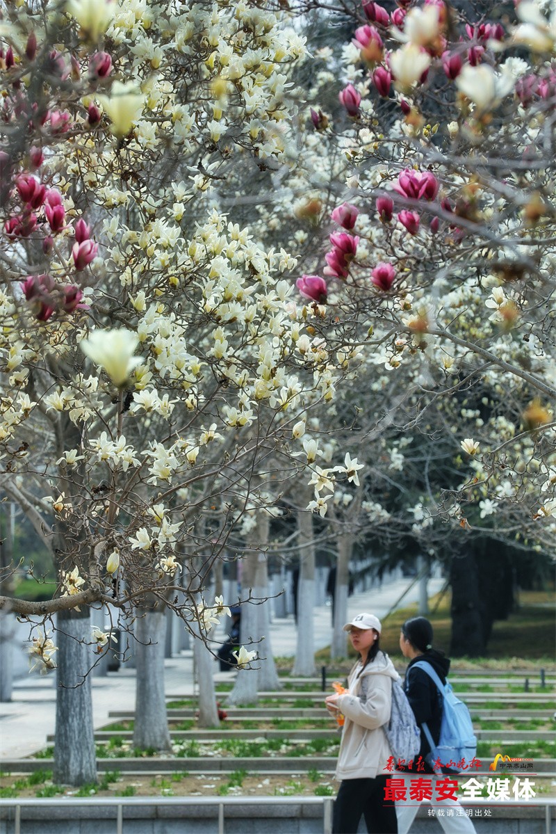 赏花分明铁无私，猜一生肖的智慧之旅