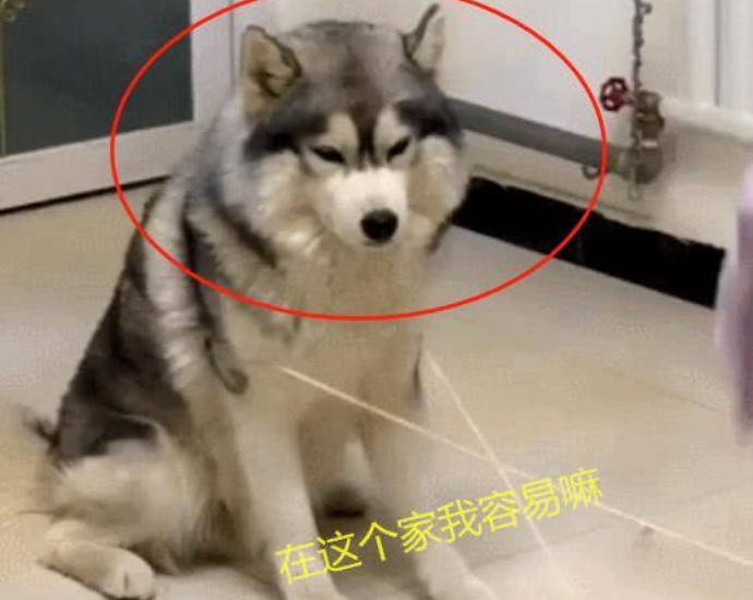 七二不凑十回头是猜一动物，理想作答落实解释