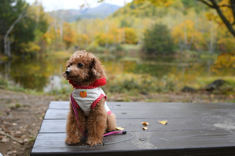 抱诚守真，揭秘如何选择并落实正确的忠实之友—狗