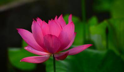 玉树临风生肖，热议、解释与落实的深度探讨