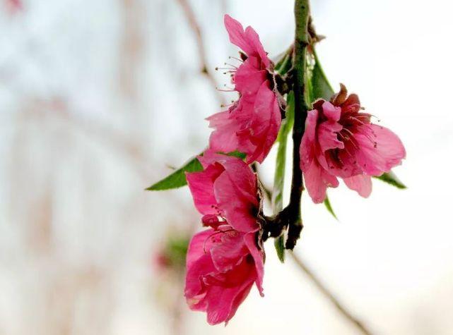 七七四十九猜一动物，真相解释落实