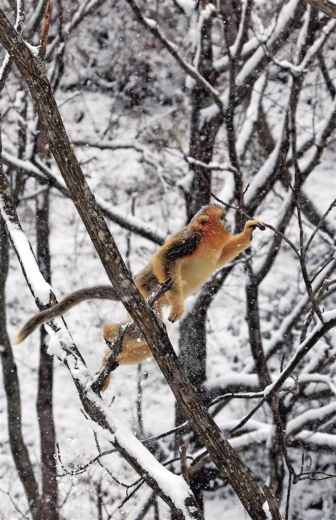 秋霜冬雪猜一动物，奥秘解释落实