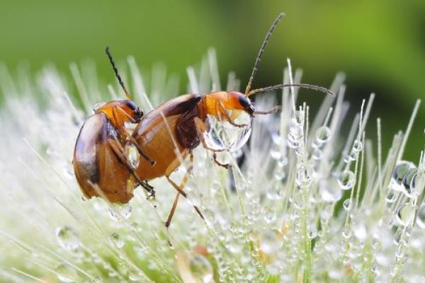 露水夫妻打一正确生肖，网络解释的落实
