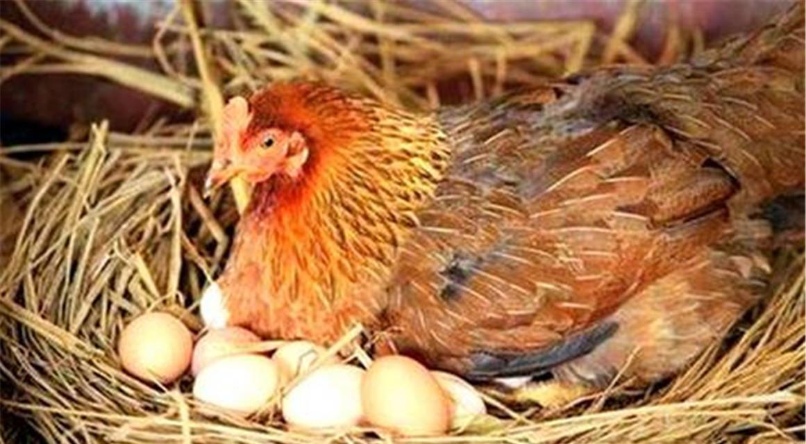 母鸡下蛋与生肖之谜,一次文化与科学的奇妙碰撞 母鸡下蛋与生肖之谜,一次文化与科学的奇妙碰撞