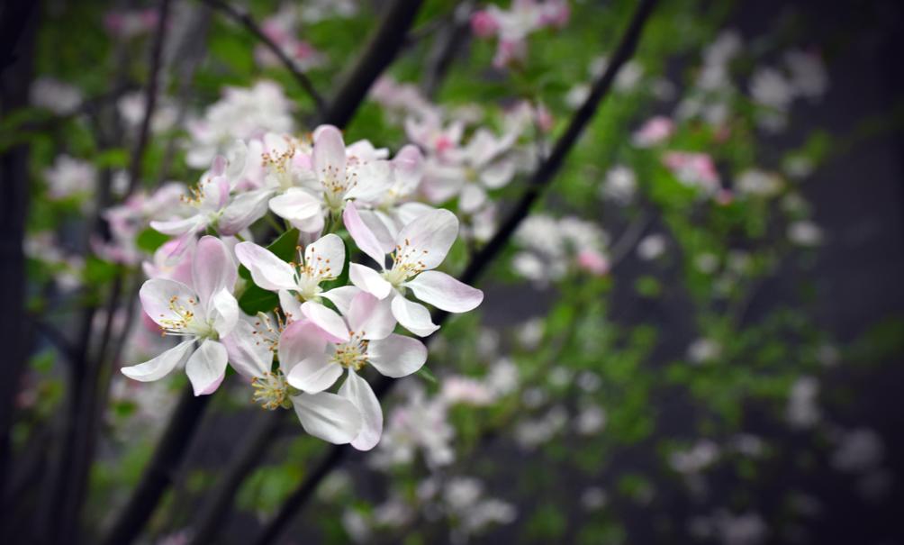 权衡利弊猜一动物，背后的智慧与哲理