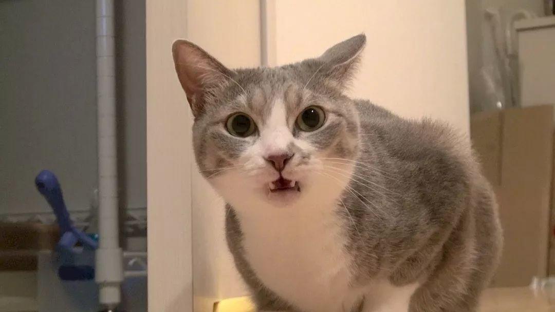 天生却是红屁股猜一动物,一场误导解释的落实与反思 天生却是红屁股猜一动物,一场误导解释的落实与反思