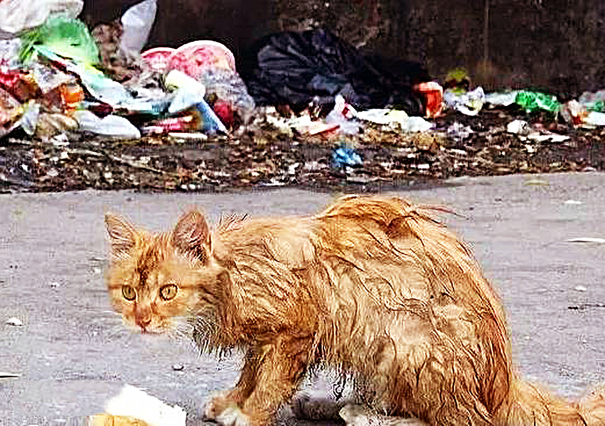 身分不明猜一动物，绝佳作答落实解释