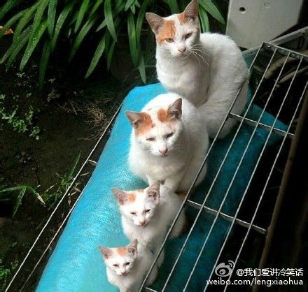 回力无天猜一动物，理想作答与落实的奇妙结合