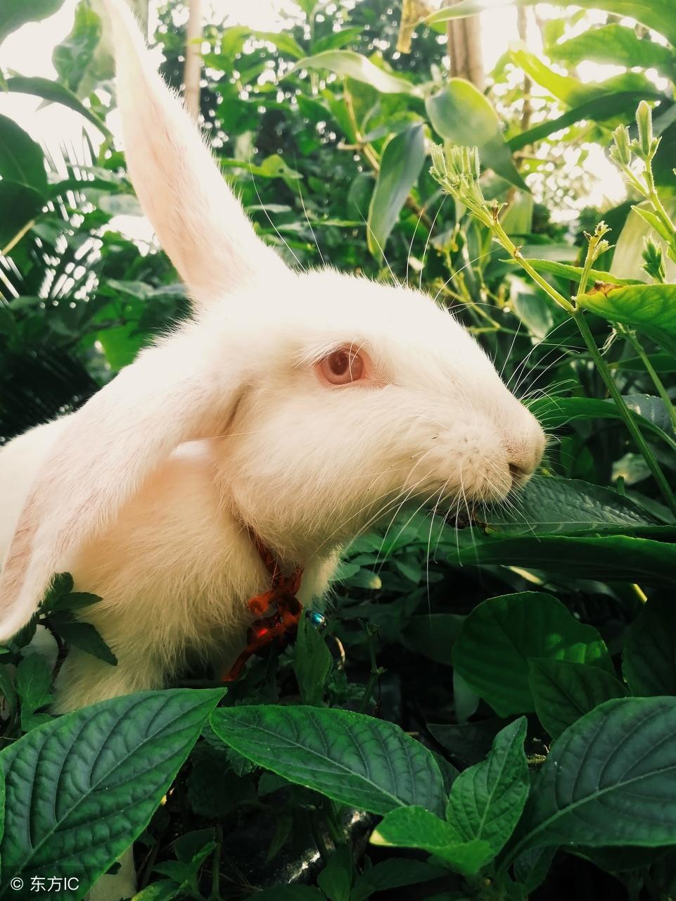 目中无人打一生肖,激励作答落实解释 目中无人打一生肖,激励作答落实解释