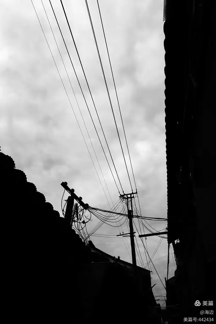 横七竖八，揭秘与生肖动物的奇妙联系