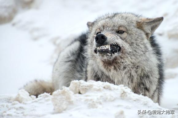 坚强的动物，生肖之牛的坚韧精神