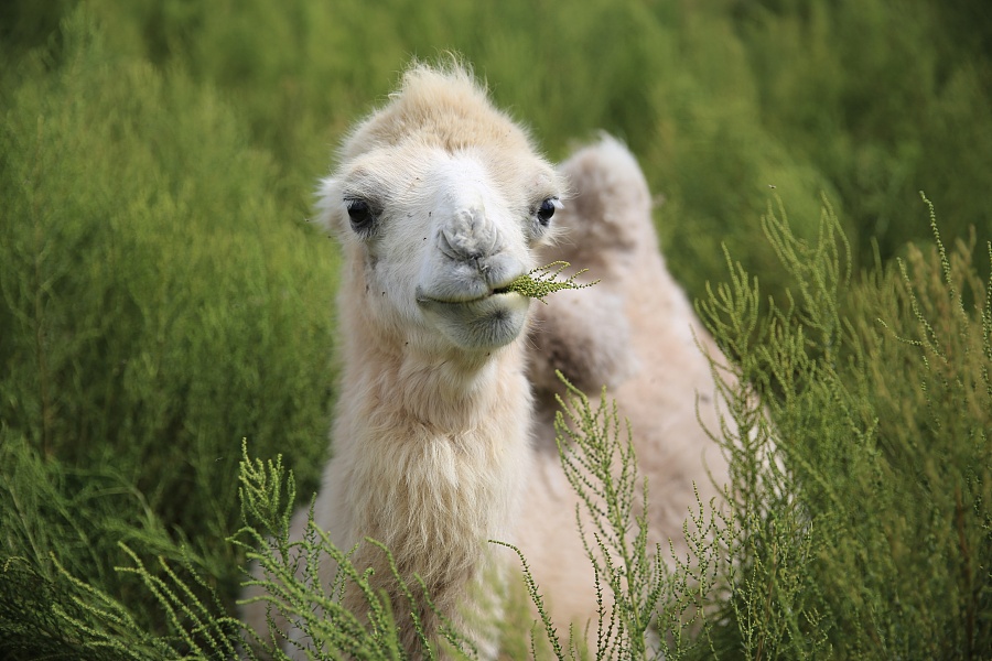 骆驼代表什么生肖，谁来落实解答？
