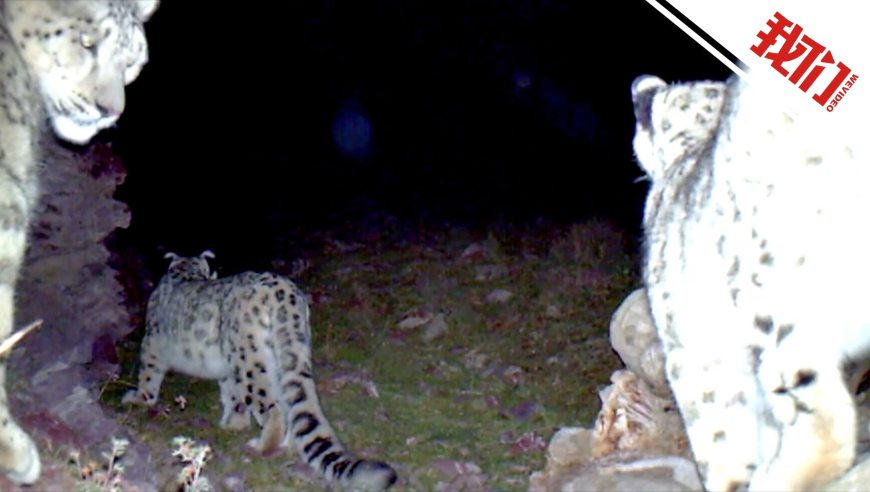 回力无天猜一动物，理想作答与落实的奇妙结合