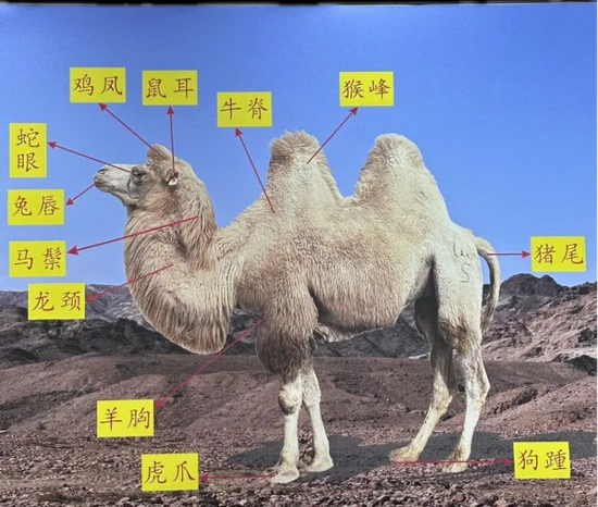 骆驼代表什么生肖，谁来落实解答？