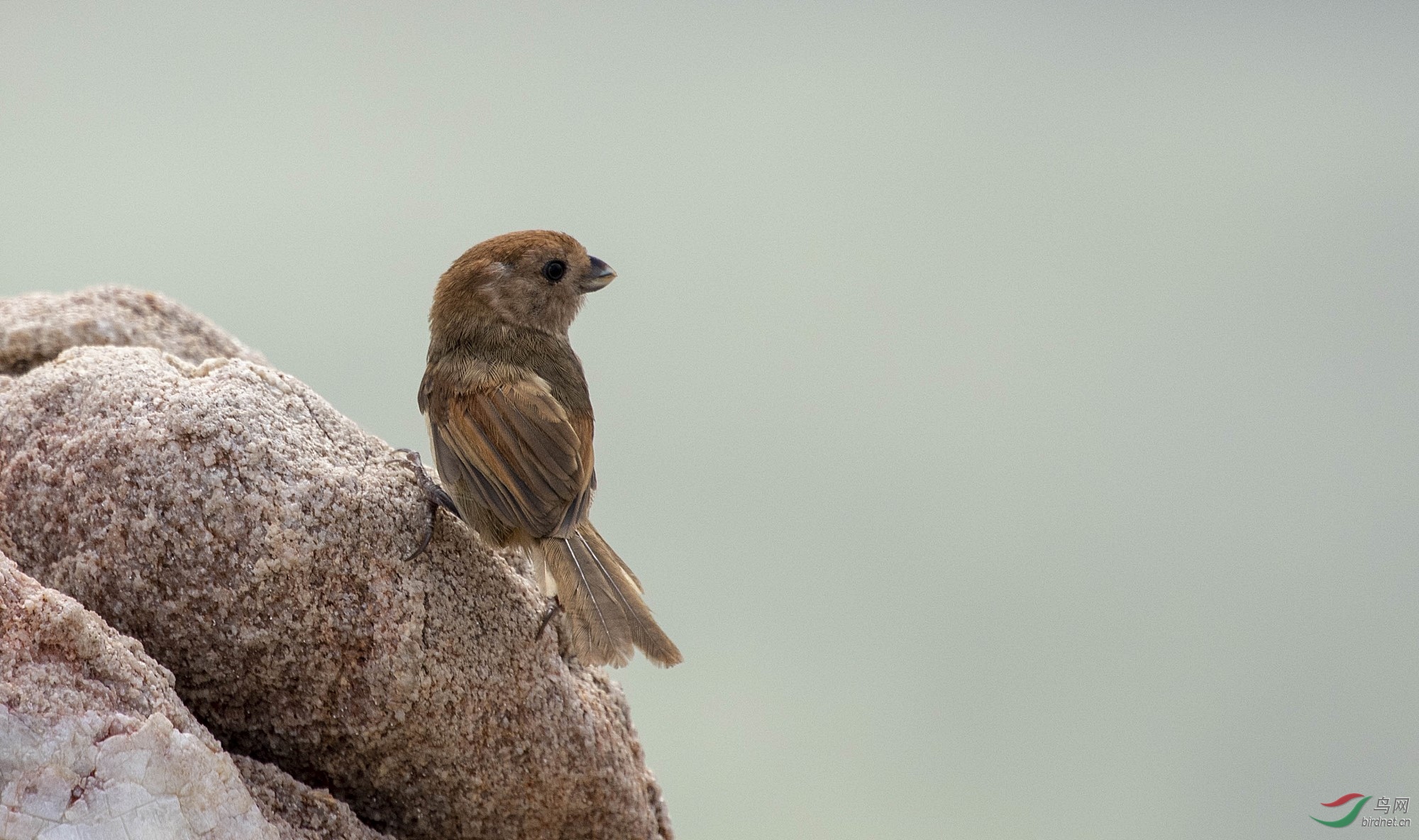 探秘鸦雀无声背后的生肖奥秘，揭秘与解析
