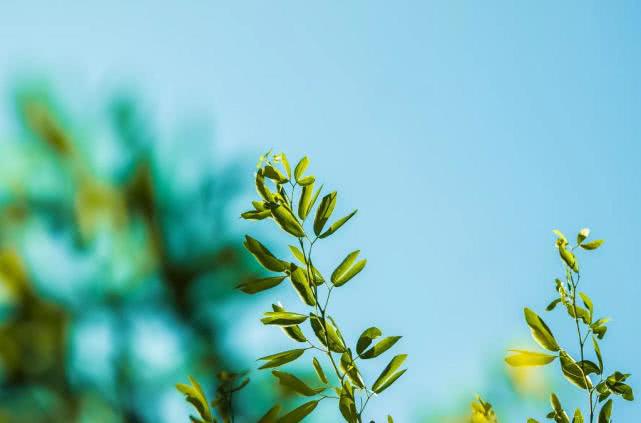 正人君子的生肖，佩服作答落实解释