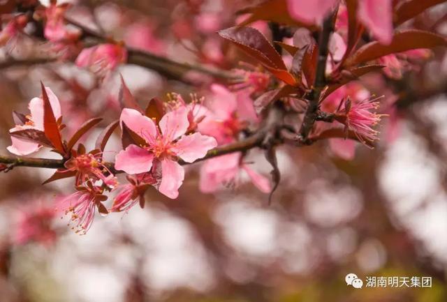 春色破晓明，揭秘背后的智慧与策略—以鸡为引
