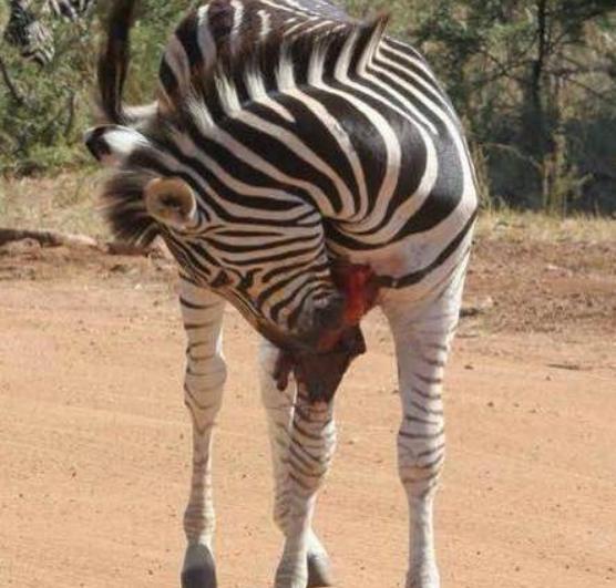 皮开肉绽猜一动物,理想作答与现实解释的奇妙碰撞 皮开肉绽猜一动物,理想作答与现实解释的奇妙碰撞