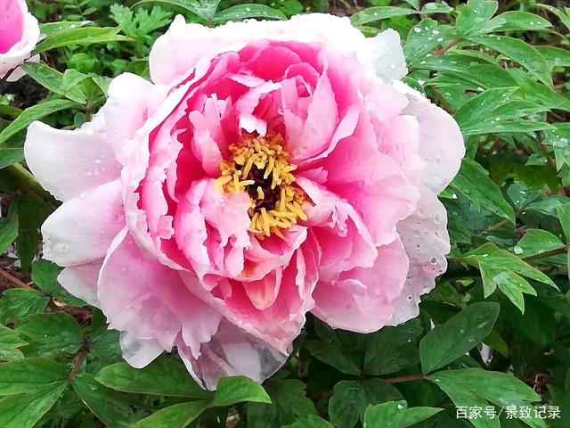 牡丹花是什么生肖，解析作答落实解释