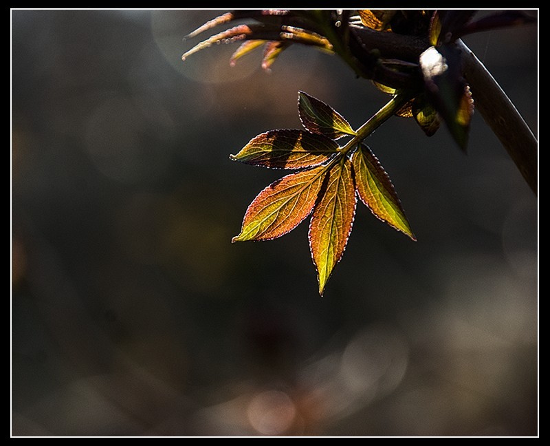 傍柳随花，生肖之谜的绝佳解释