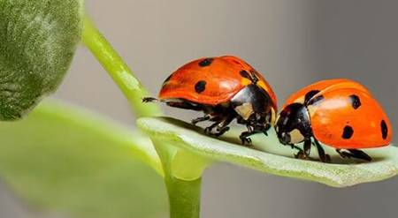 别无选择是指什么生肖，的动物智慧与战略运用