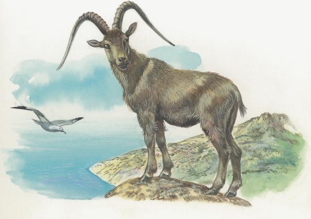 生肖羊与生肖猴,传统智慧下的和谐共舞 生肖羊与生肖猴,传统智慧下的和谐共舞