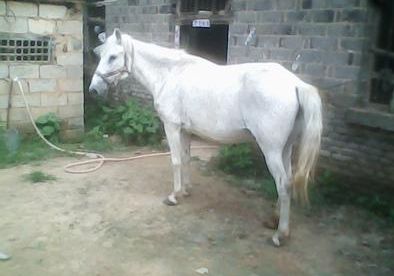 什么生肖是龙马身，积极解释落实