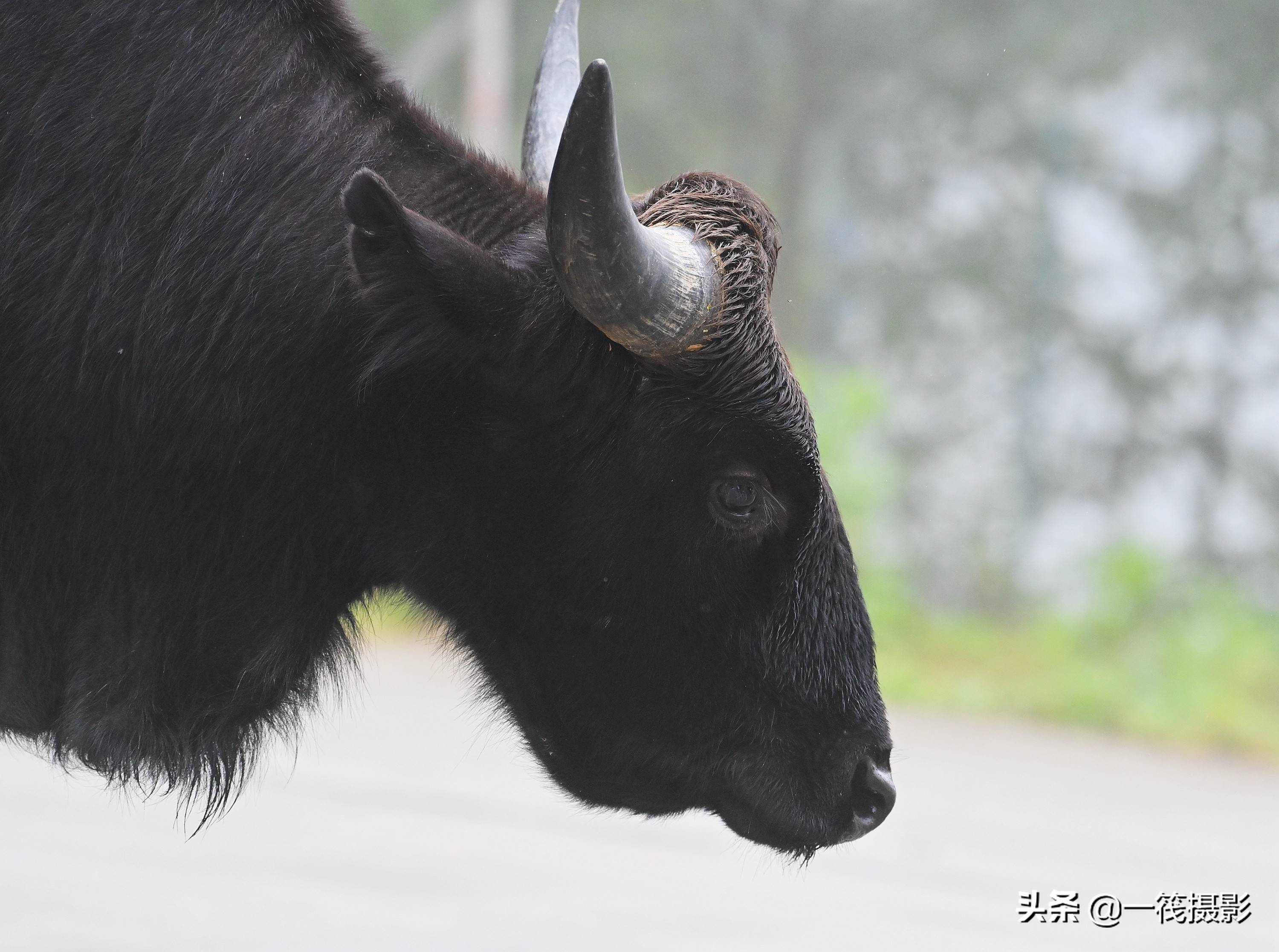 黑牛白角猜一动物,全面解析与落实 黑牛白角猜一动物,全面解析与落实