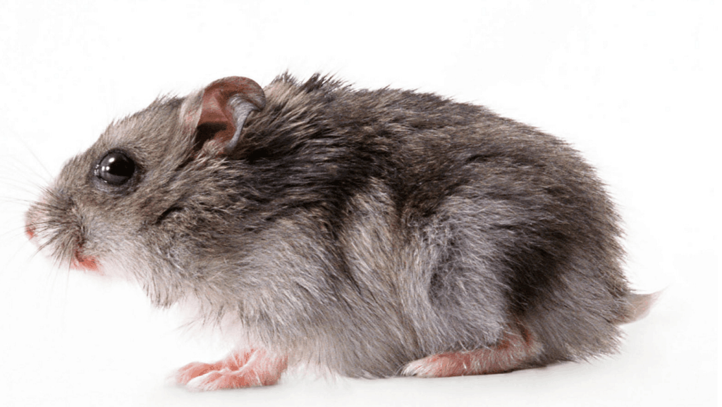 挑针打眼，揭秘生肖中的鼠与时代变迁中的落实精神