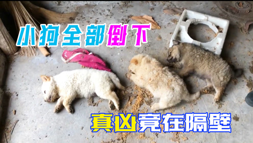 奄奄一息打一正确生肖,友爱作答落实解释 奄奄一息打一正确生肖,友爱作答落实解释