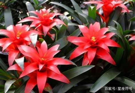 鸿运当头打一正确生肖，的最快解答落实