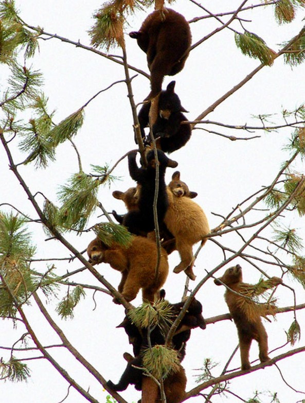 攀高枝儿猜一动物,采民作答落实解释 攀高枝儿猜一动物,采民作答落实解释