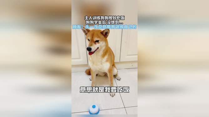 帮狗吃食猜一动物，无限解释落实